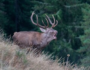 Wildlife Tour